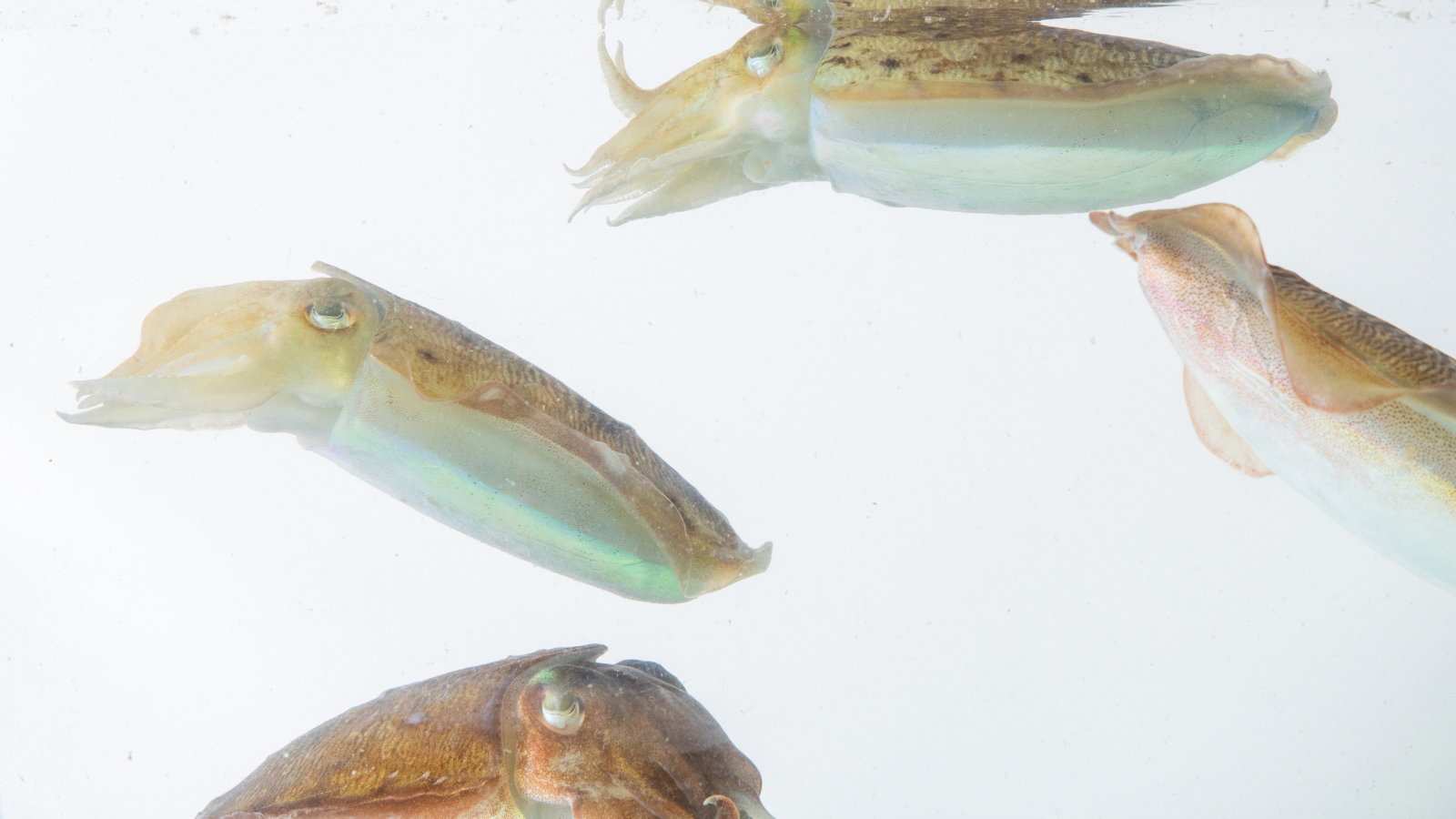 生簀で活魚を保有している様子